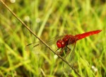 Inseguendo una libellula in un prato..., di Mokkori