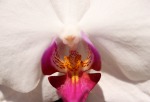 Orchidea, di Printz