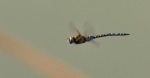 libellula instancabile