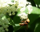 VESPIDAE, di tony