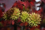 Liquidambar, di Printz