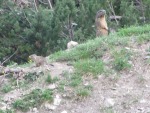 Mamma marmotta, di teomat