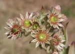 Fiori di pianta esotica, di giancarlomarrocchi