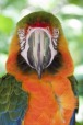 Parrot, di Merovingio