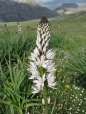 Primavera a Campo Felice, di giancarlomarrocchi