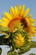 girasole, di alphotworld