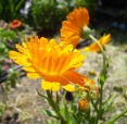 Calendula Raggiante, di luc41984