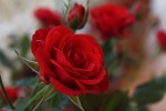 rose rosse per te, di castrese