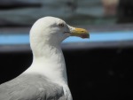 The thought of the gull, di luc41984