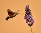 macroglossum