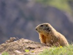 La marmotta, di fabioqua