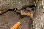 La marmotta golosa, di fabioqua