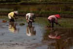 Rice Workers, di Mr.bonga