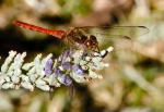 Red dragonfly, di beppe3006