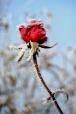 Rosa d'inverno, di barbou