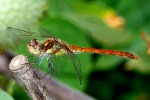 Altra libellula, di barbou