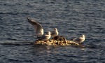 i quattro amici, di peppuccio