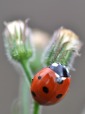 Coccinella