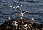 gulls, di peppuccio