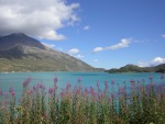 fiori di montagna, di LRB69