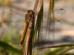 libellula, di peppuccio