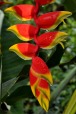fiori della selva mexicana, di linusalbe