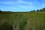 il verde della natura, di peppuccio