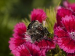 un tuffo nel fiore, di danguful