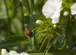 coccinella, di danguful