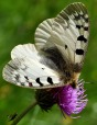 farfalla, di linusalbe