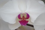 orchidea, di graziella57