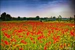 Campo di papaveri...., di Gigi_Caciotta