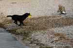 il cane e la bambina, di robyvenice