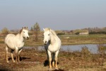 cavalli della Camargue, di robyvenice