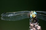 Dragonfly@Ticino Park, di MikMa9