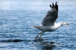 In volo al lago di Mergozzo, di MikMa9