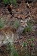 Dama dama @ Parque Nacional de Doñana, di MikMa9