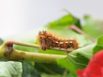 Acronicta rumicis, di Loriz