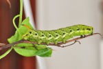 SPHINX LIGUSTRI (la sfinge del ligustro), di Loriz