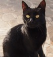 black cat, di gabriel-ro