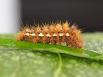 Acronicta rumicis bis, di Loriz