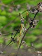 mantide nel suo ambiente, di Loriz