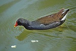 Gallinula chloropus (Gallinella d'acqua), di Loriz