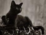 Cat in Black, di Emy70