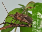 Coreidae  Heteroptera, di Loriz