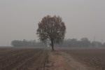 alberi, di paolocr