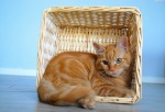 kitten into a basket, di Arikocca