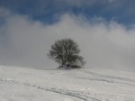 L'albero, la neve, la nebbia e il cielo!, di robyvenice