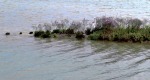 egretta e limonium in barena, di isabpn