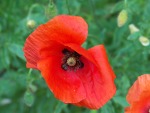 un fiore per tè, di sandy89